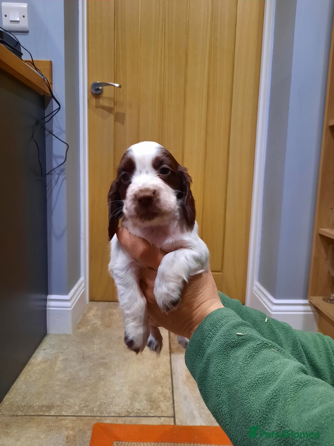 Cocker Spaniel dogs for sale: Cocker Spaniel Puppies - Advert 4