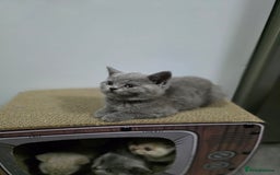 British Shorthair cats for sale: Beautiful British shorthair kittens - Image 12