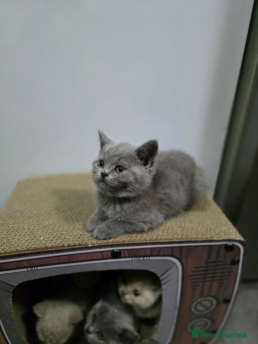 British Shorthair cats for sale: Beautiful British shorthair kittens - Image 12