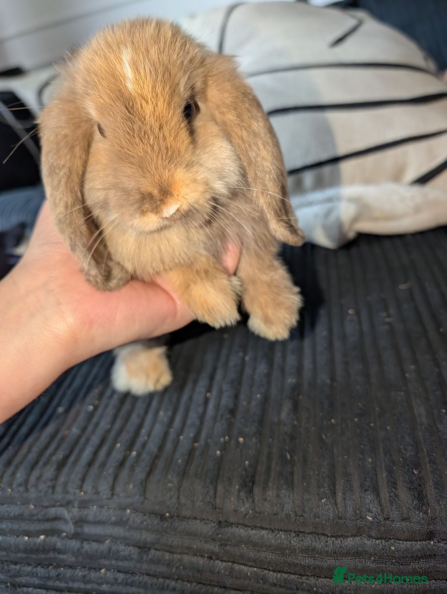 Mini Lop rabbits Female baby mini lops for sale - Advert 1