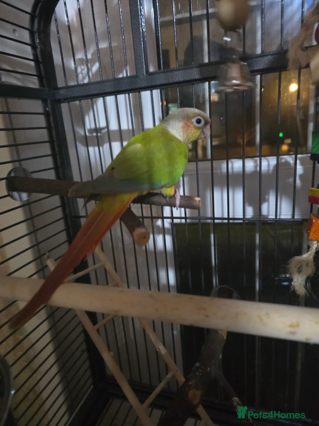 Conures birds for sale: Two green cheek conure's for sale  - Advert 2