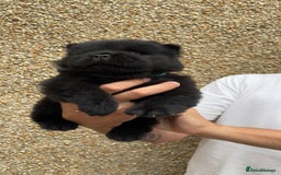 Chow Chow dogs for sale: 🐾Adorable Pedigree Chow Chow Puppies paw - Image 13