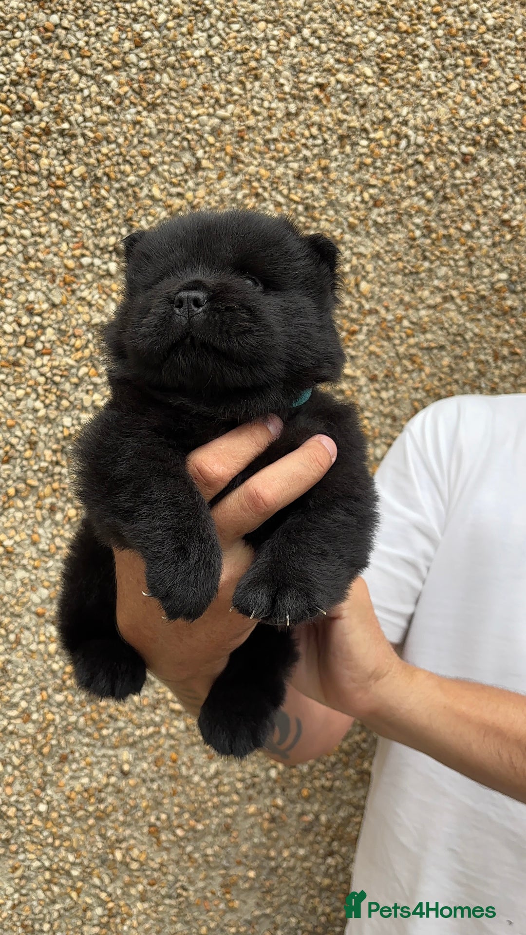 Chow Chow dogs for sale: 🐾Adorable Pedigree Chow Chow Puppies paw - Image 13