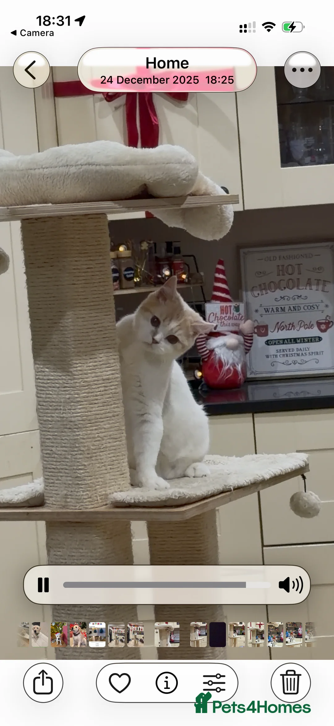 British Shorthair cats for sale: Full Pedigree Registered BSH - Advert 25