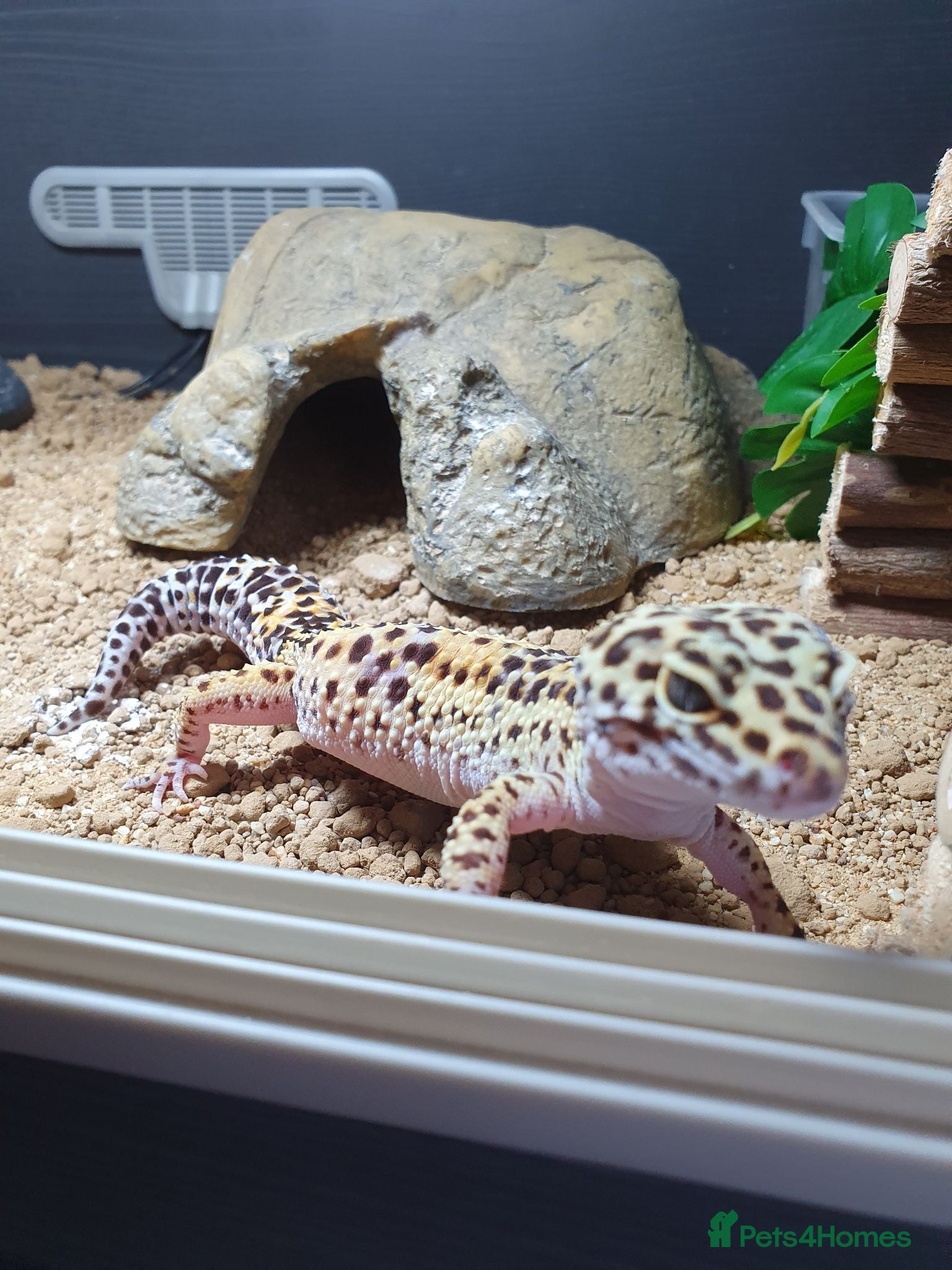 Leopard Gecko reptiles Zip the leopard gecko - Advert 3