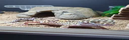 Leopard Gecko reptiles for sale: Zip the leopard gecko in Exeter - Advert 1