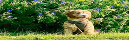 Australian Labradoodle dogs for sale: 🐶Stunning Australian Labradoodles 5⭐Breeder - Advert 6