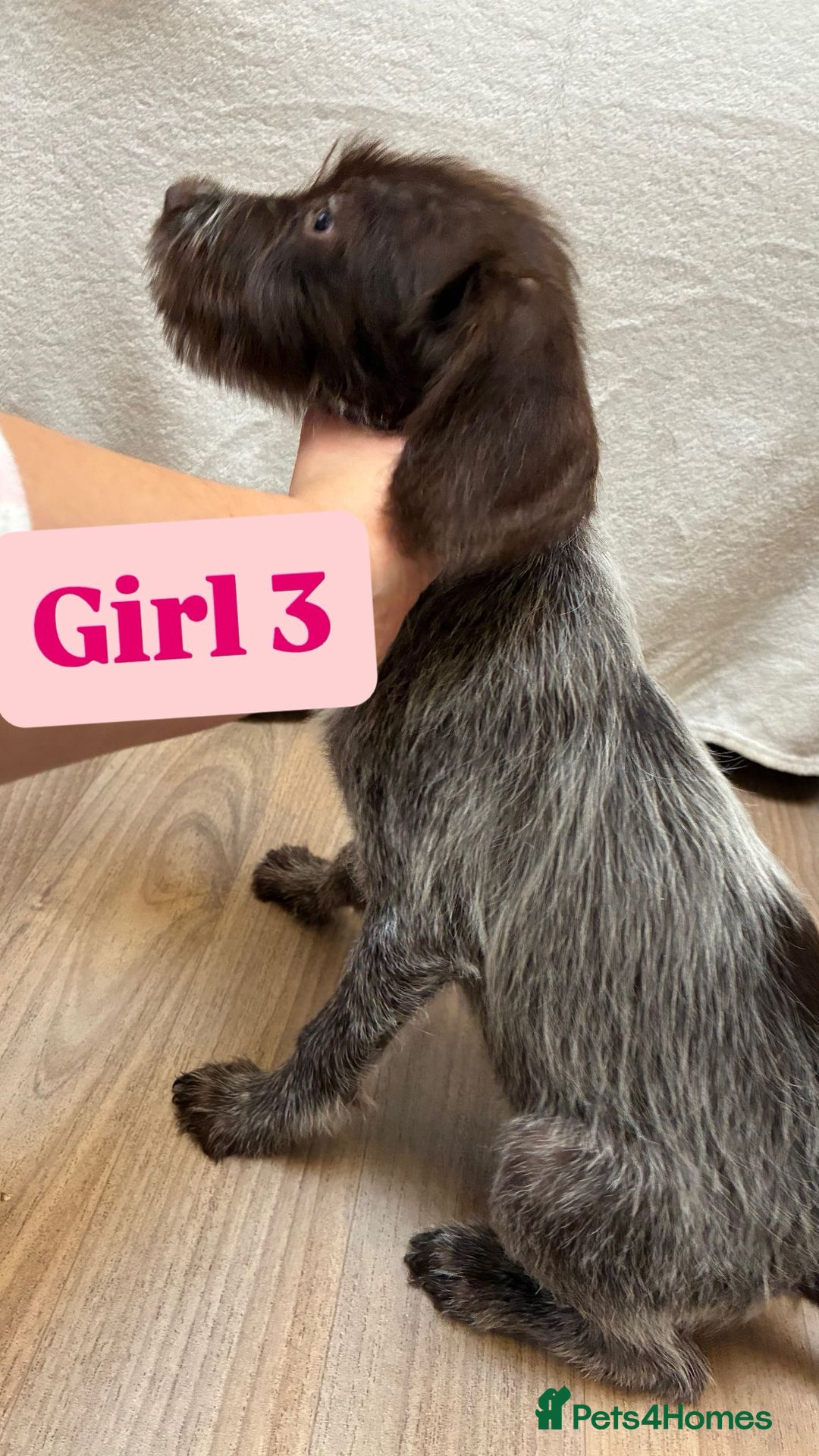 German Wirehaired Pointer dogs for sale: German wire hair pointers for sale - Advert 19