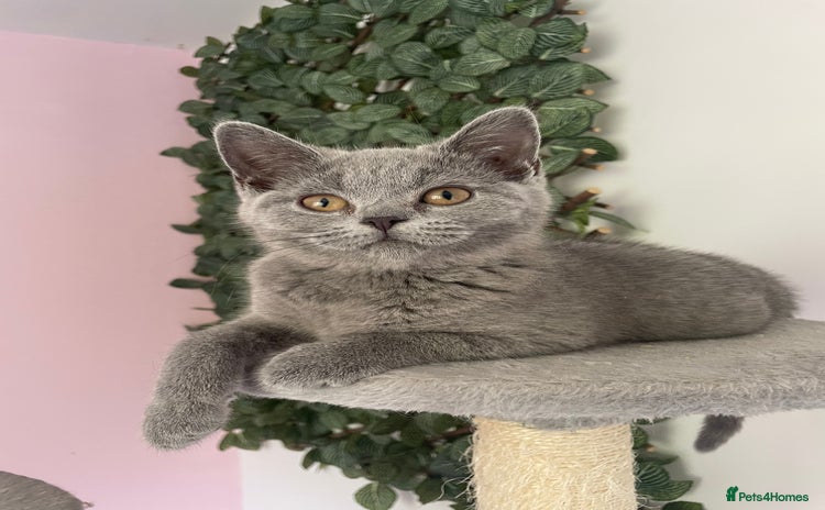 British Shorthair cats - Advert 11