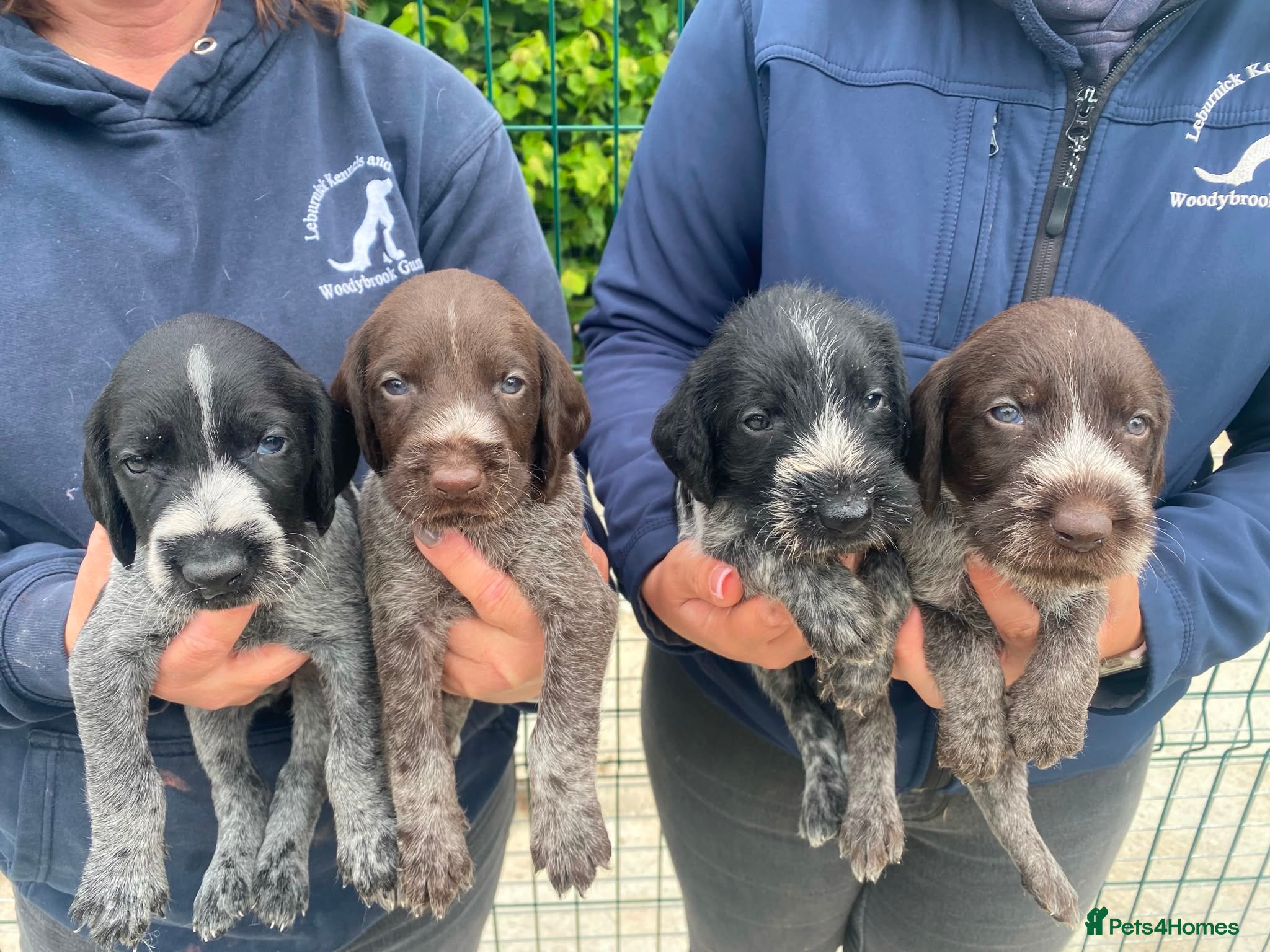 German Wirehaired Pointer dogs 5 Star Council Registered Breeder litter of GWP  - Advert 1
