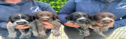 German Wirehaired Pointer dogs for sale: 5 Star Council Registered Breeder litter of GWP  - Advert 1