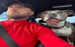 American Bull Staffy dogs for sale: Luka - American Staffordshire terrier  - Image 4