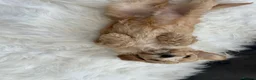 Cavapoo dogs for sale: F1 cavapoo puppies  - Advert 12
