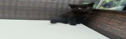British Shorthair cats for sale: British Shorthair kittens  - Advert 4