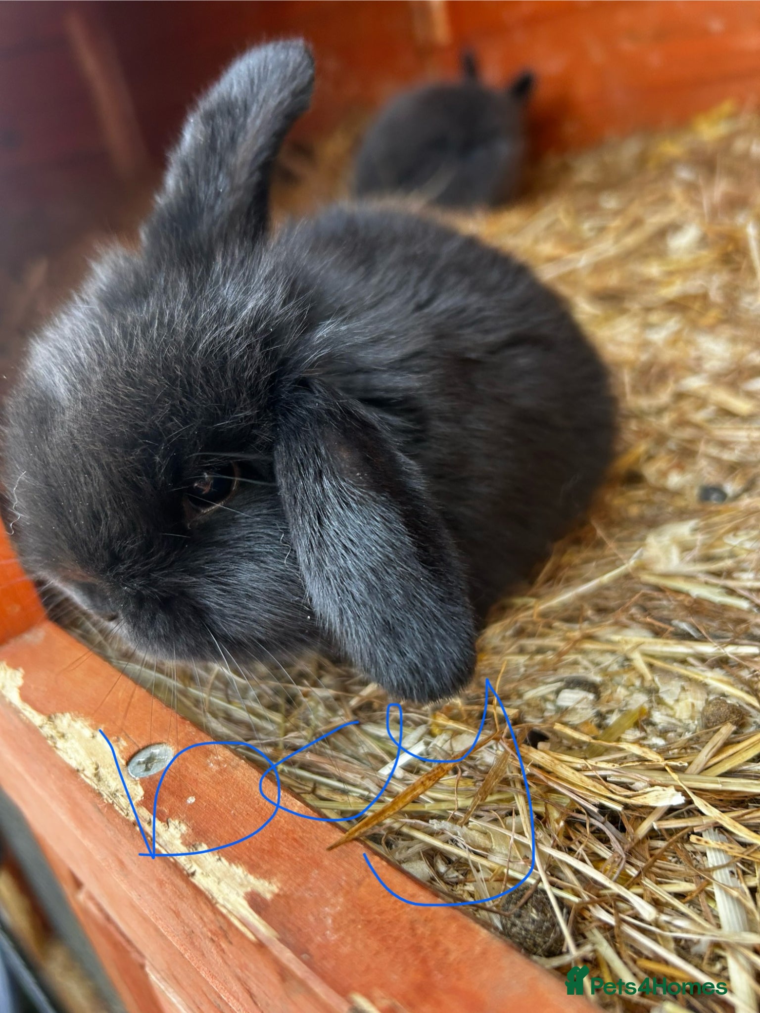 Mixed Breed rabbits Ready next weekend 3 boys left! Mini lop x  - Advert 2