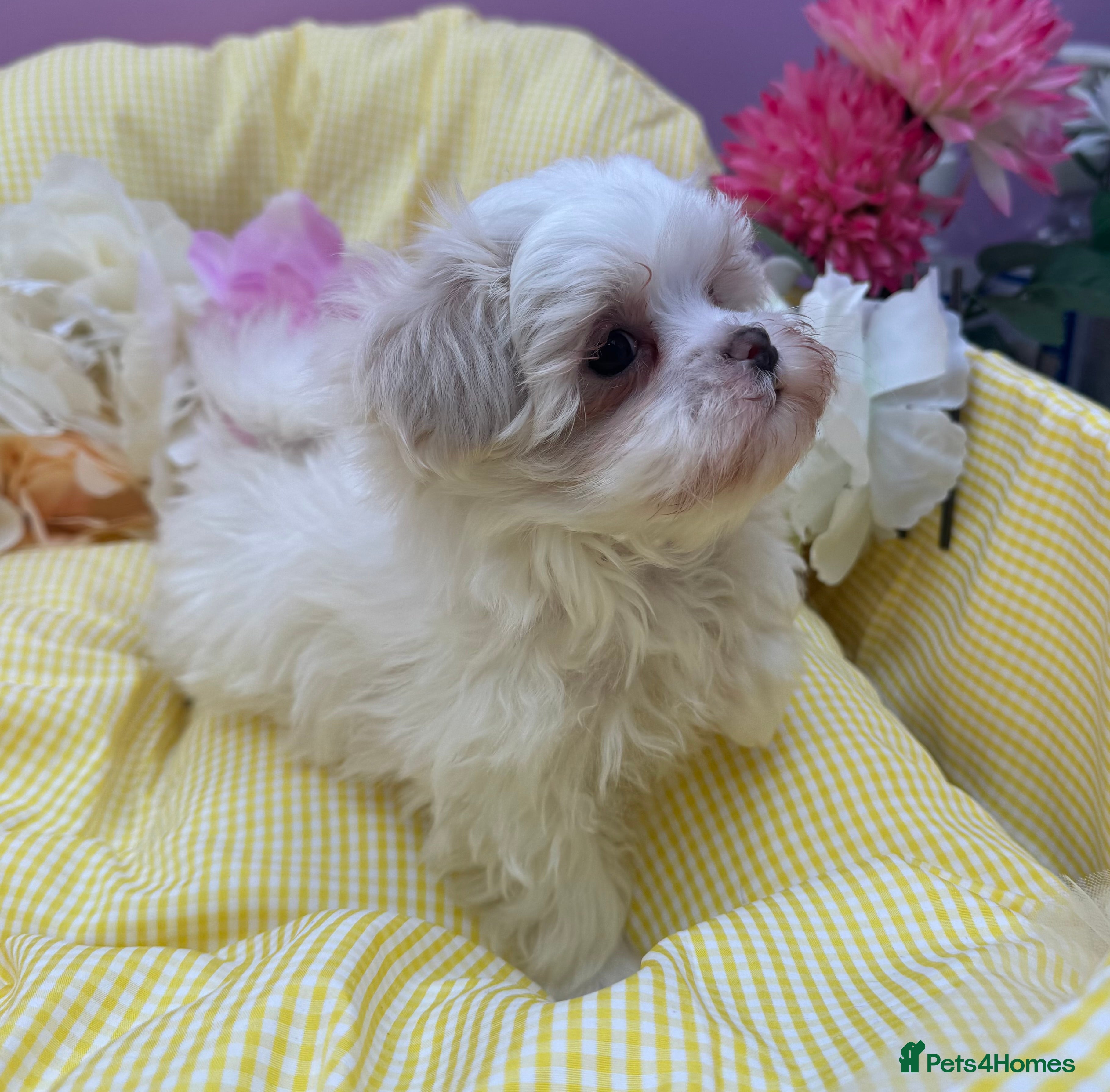 Maltese dogs Maltipoos ready now  - Advert 2