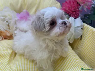 Maltese dogs Maltipoos ready now - Advert 2