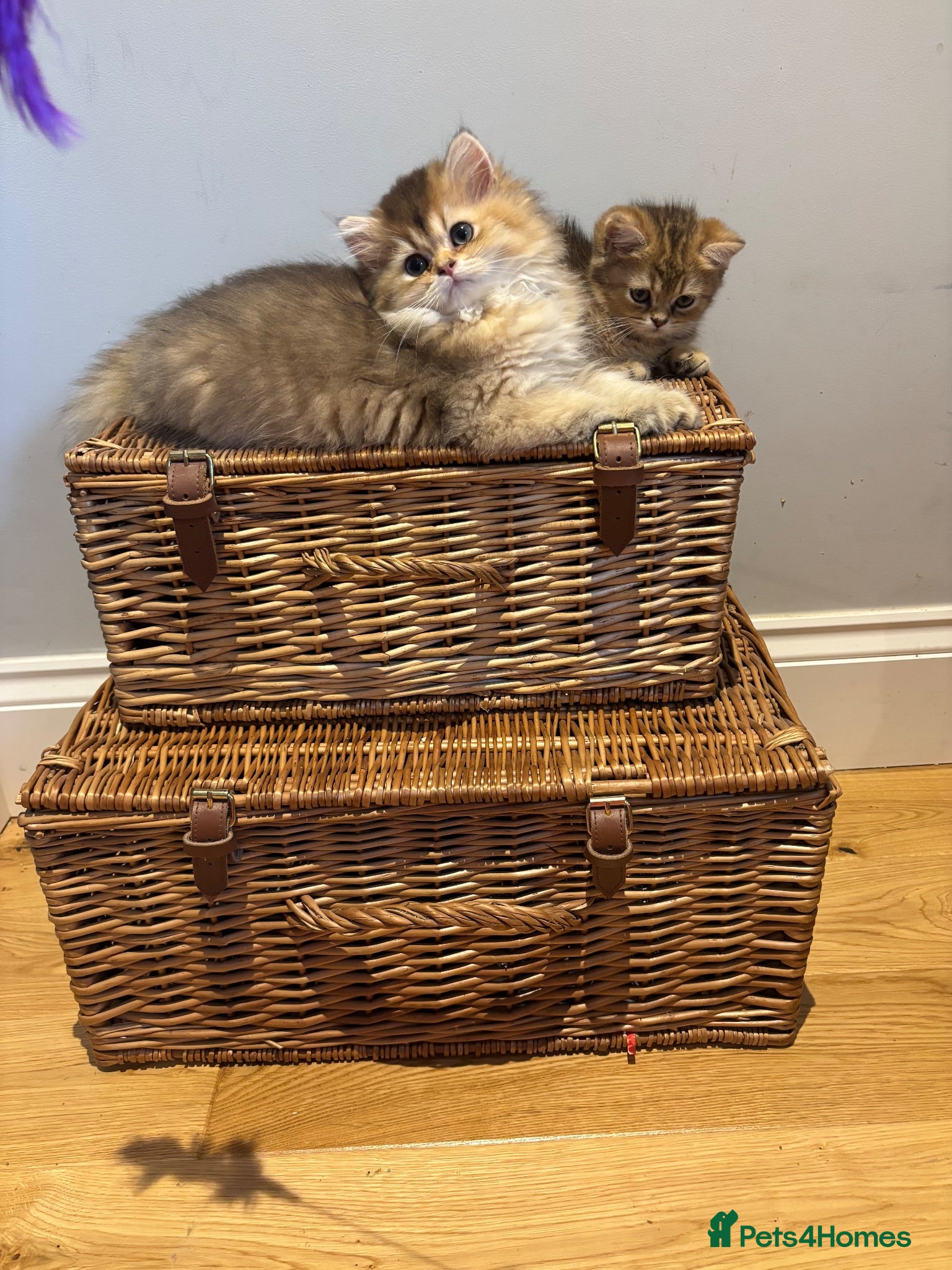 British Longhair cats GCCF reg Golden British Longhair/Shorthair Kittens - Advert 1
