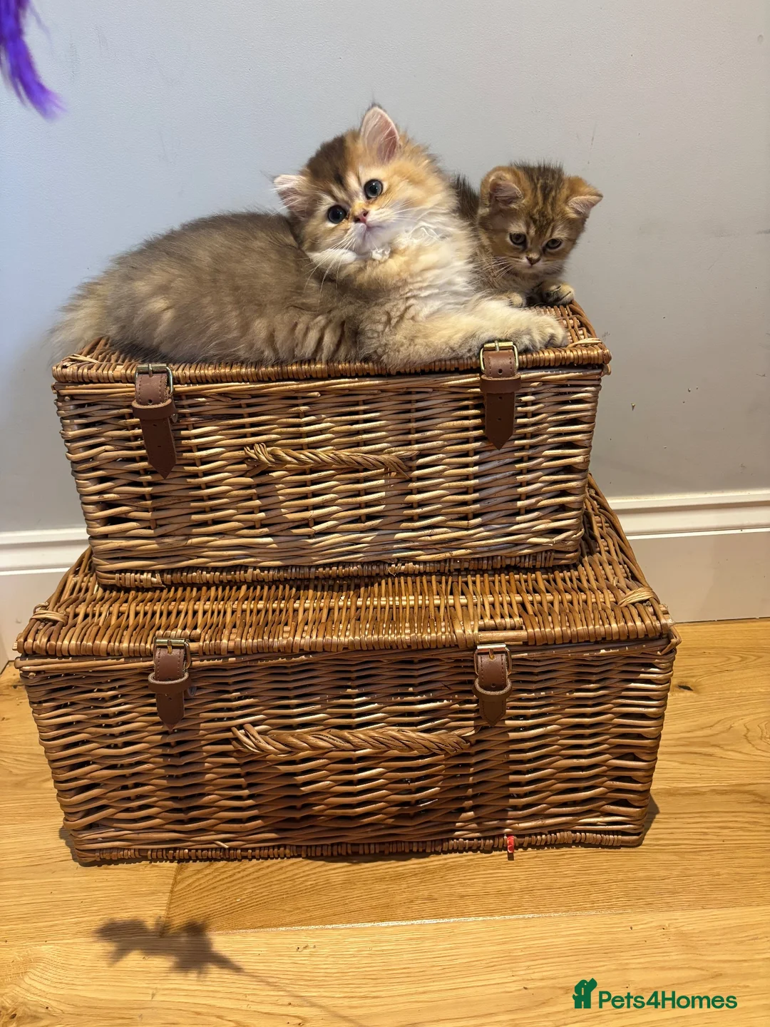 British Longhair cats for sale: GCCF reg Golden British Longhair/Shorthair Kittens - Advert 1