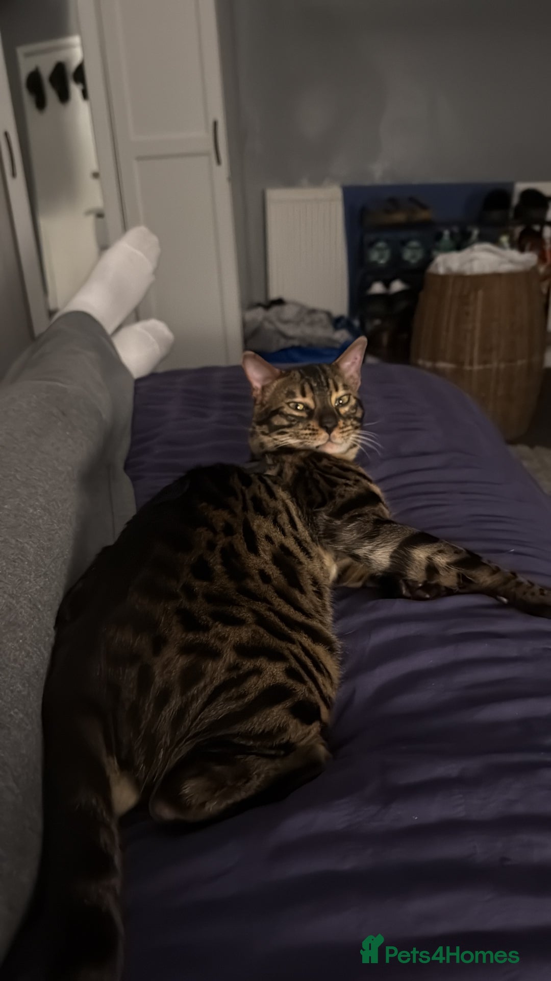 Bengal cats for stud: Stunning Bengal for stud - Advert 3