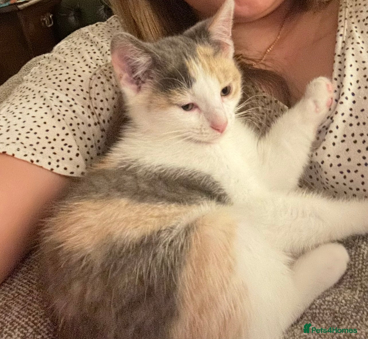 Mixed Breed cats Stunning rare dilute calico ragdoll cross - Advert 2