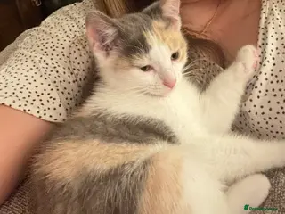 Mixed Breed cats Stunning rare dilute calico ragdoll cross - Advert 2