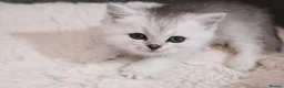British Shorthair cats for sale:  Pedigree British shorthair with tica registered  - Advert 33