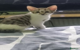 Mixed Breed cats for sale: Beautiful half bengal kittens  - Image 7