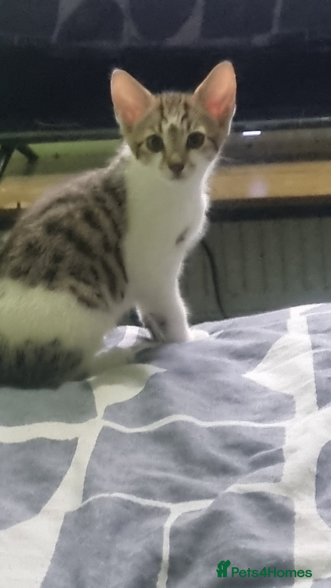 Mixed Breed cats for sale: Beautiful half bengal kittens  - Image 7