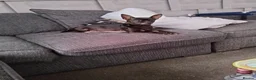 Chiweenie dogs for sale: 7 beautiful cheweenie pups - Advert 1