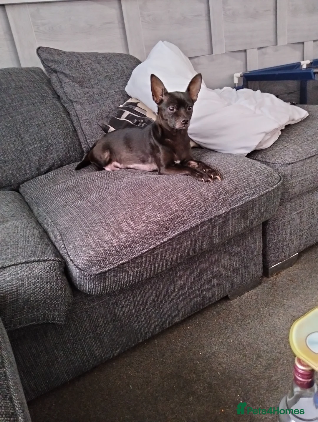 Chiweenie dogs for sale: 7 beautiful cheweenie pups - Advert 1