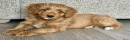 Mixed Breed dogs for sale: Tollerdoodle *last remaining Girl Available* Now - Advert 11