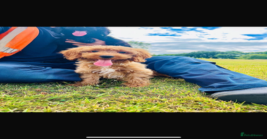 Cockapoo dogs in Ashford - Advert 7
