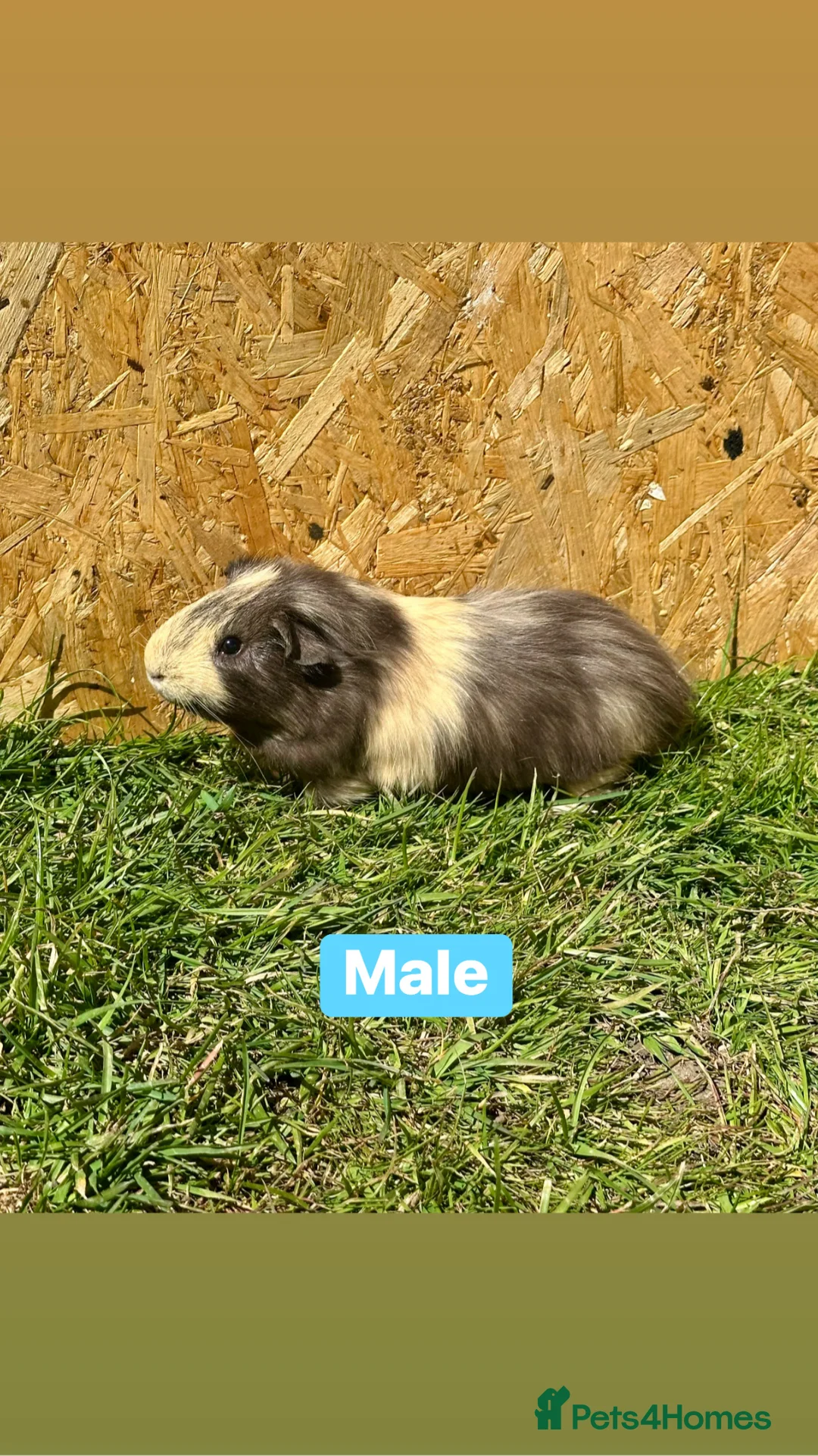Guinea Pig rodents for sale: Young Guinea pigs  in Colchester - Advert 2