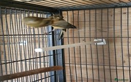 Canaries birds for sale: Canarys  - Image 7
