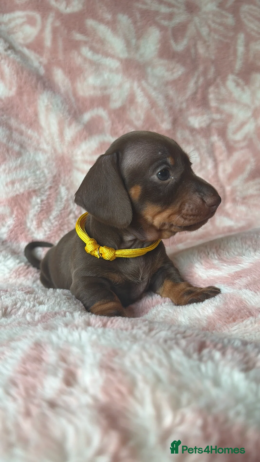 Miniature Dachshund dogs for sale: Beautiful kc registered miniature dachshund pups - Advert 2