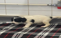Cocker Spaniel dogs for sale: Adorable Show type cocker spaniel puppy’s  - Image 18