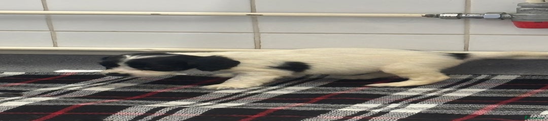 Cocker Spaniel Puppy 6