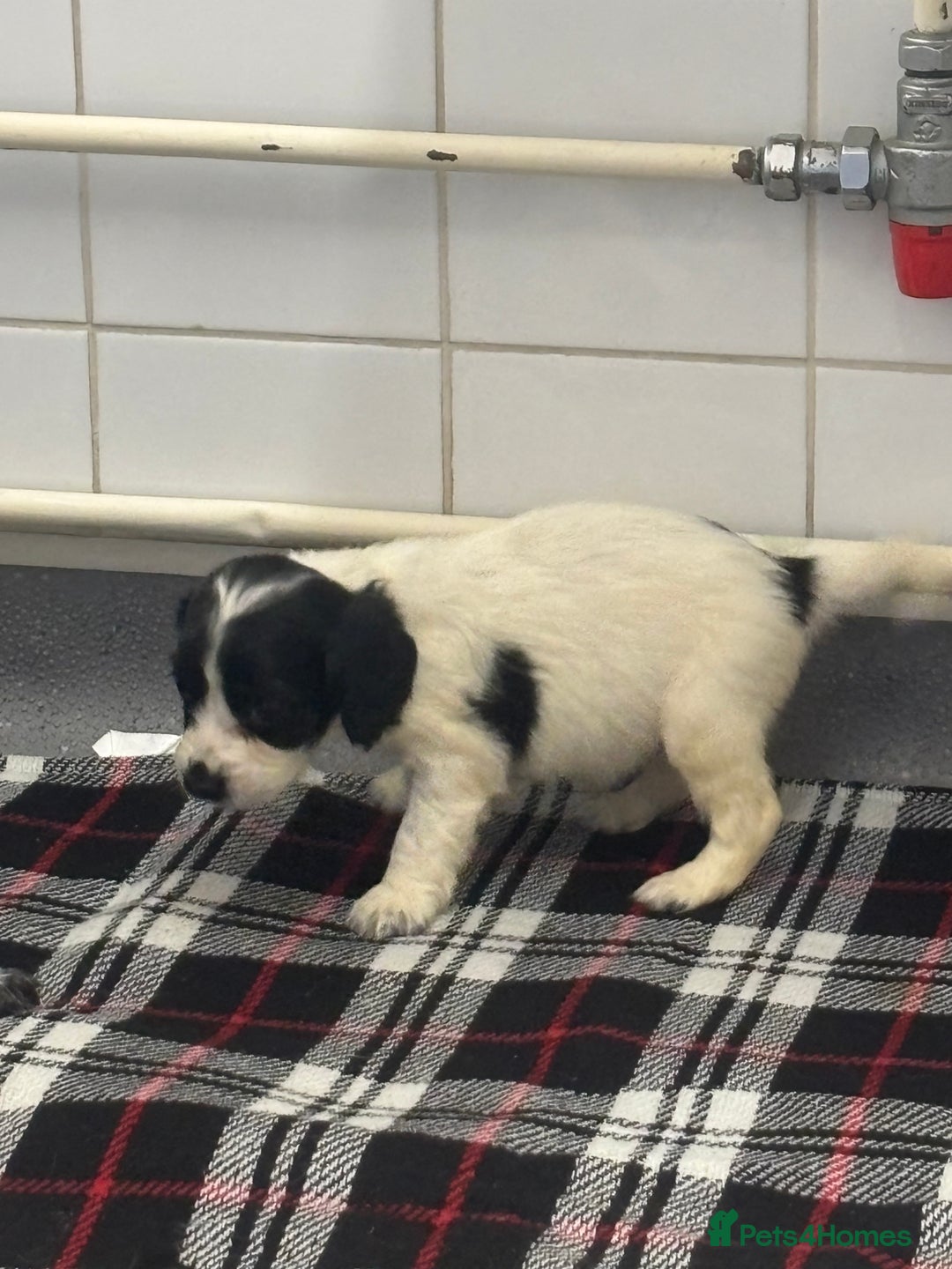 Cocker Spaniel dogs for sale: Adorable Show type cocker spaniel puppy’s  - Image 18