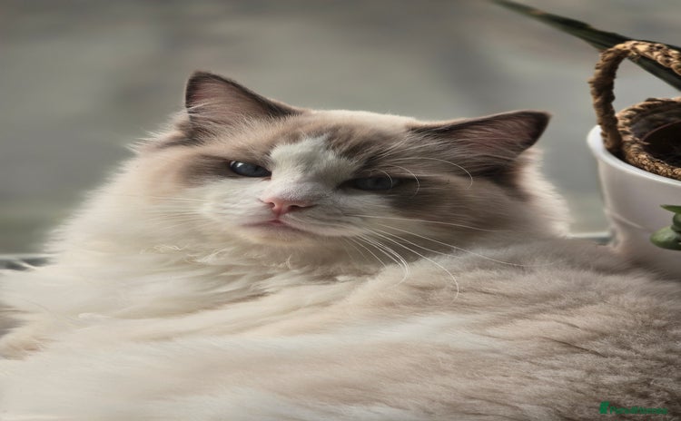 Ragdoll cats - Advert 14