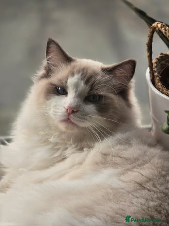 Ragdoll cats - Advert 14