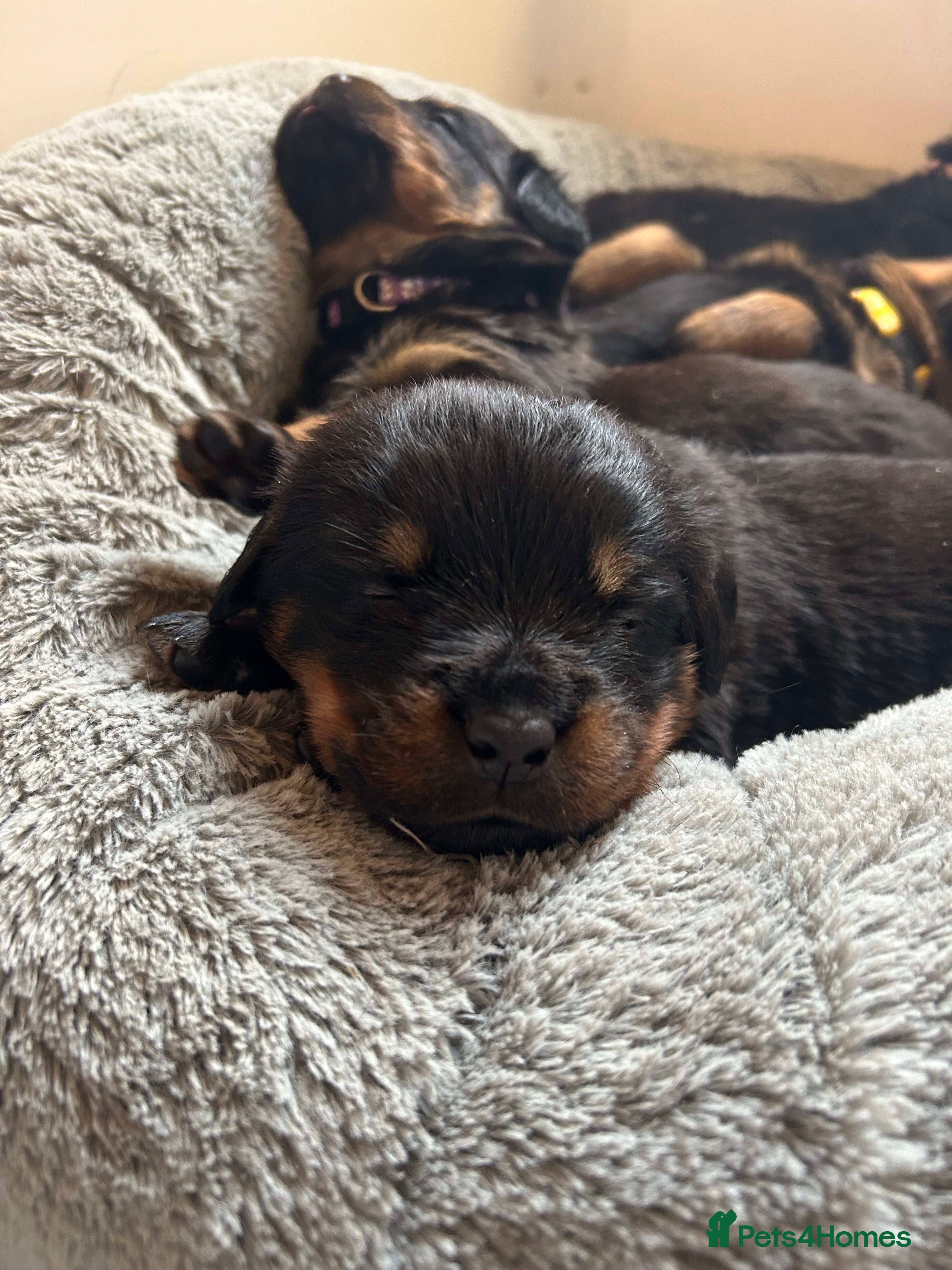 Rottweiler dogs Rottweilers top health tested parents - Advert 11