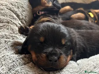 Rottweiler dogs Rottweilers top health tested parents - Advert 11