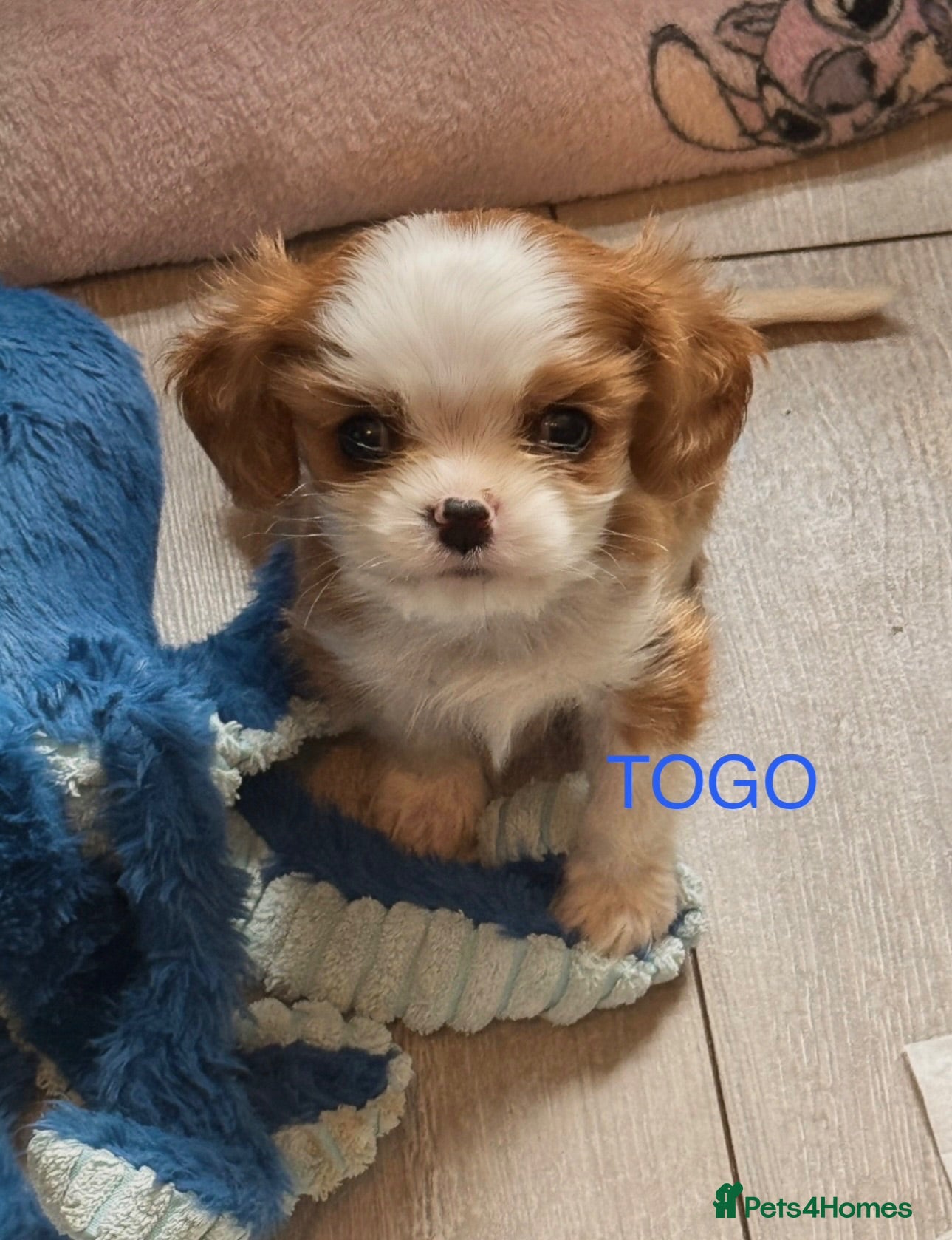 Cavalier King Charles Spaniel dogs Little Tiny Cavalier Available ❤️🐶 - Advert 1