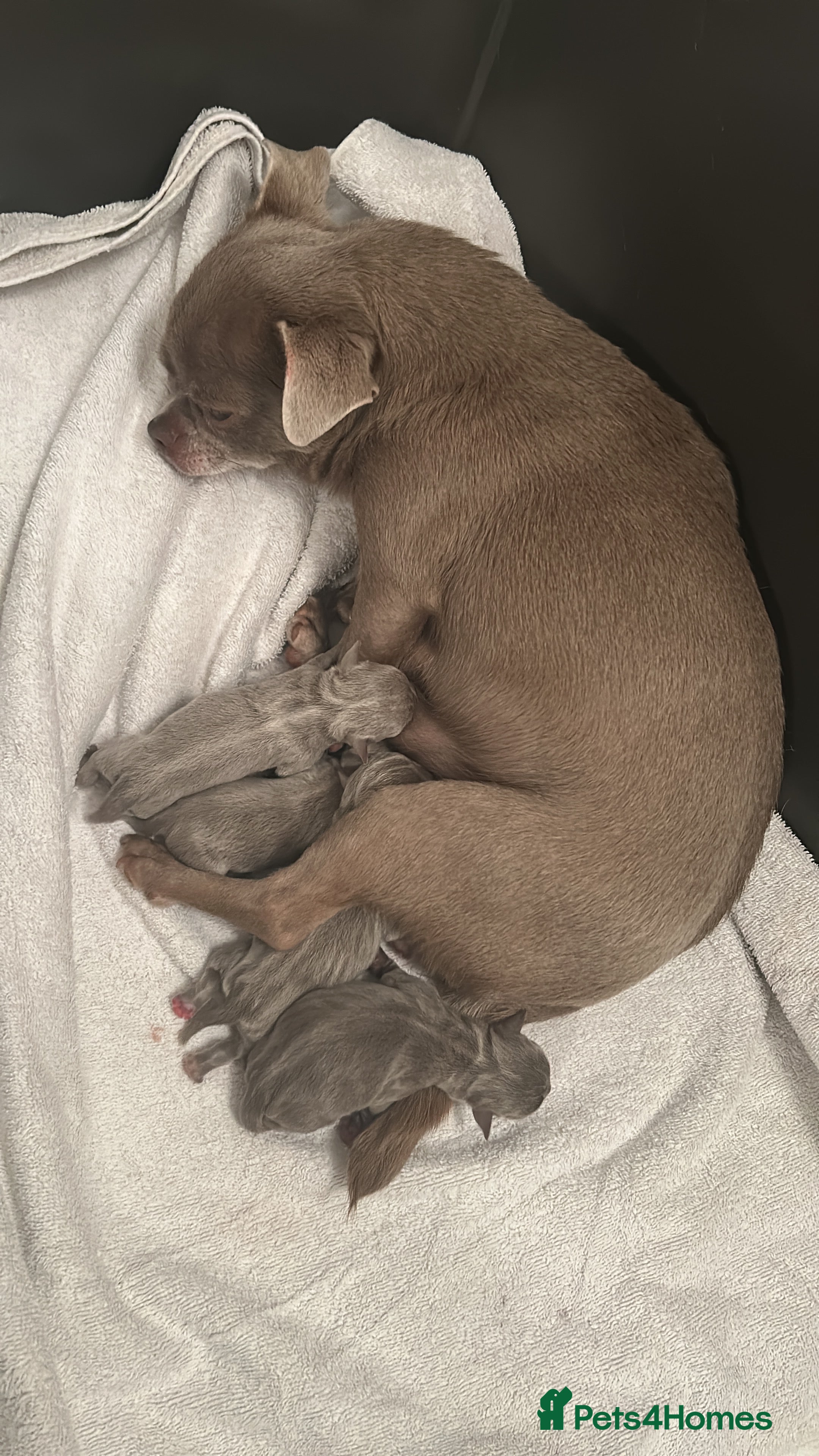 Chihuahua dogs Lilac KC Chihuahua babies - Advert 3