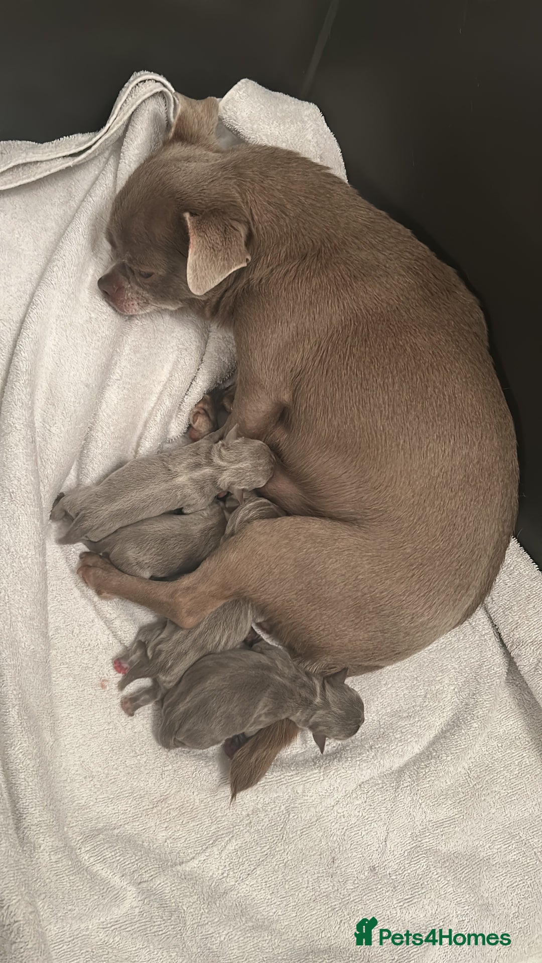 Chihuahua dogs for sale: Lilac KC Chihuahua babies - Advert 1