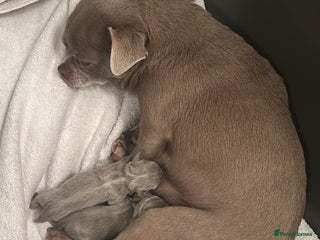 Chihuahua dogs Lilac KC Chihuahua babies - Advert 9