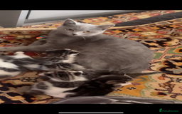 British Shorthair cats for sale: 8 weeks old kittens Ready to be Homed - Image 3