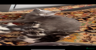 British Shorthair cats - Advert 11