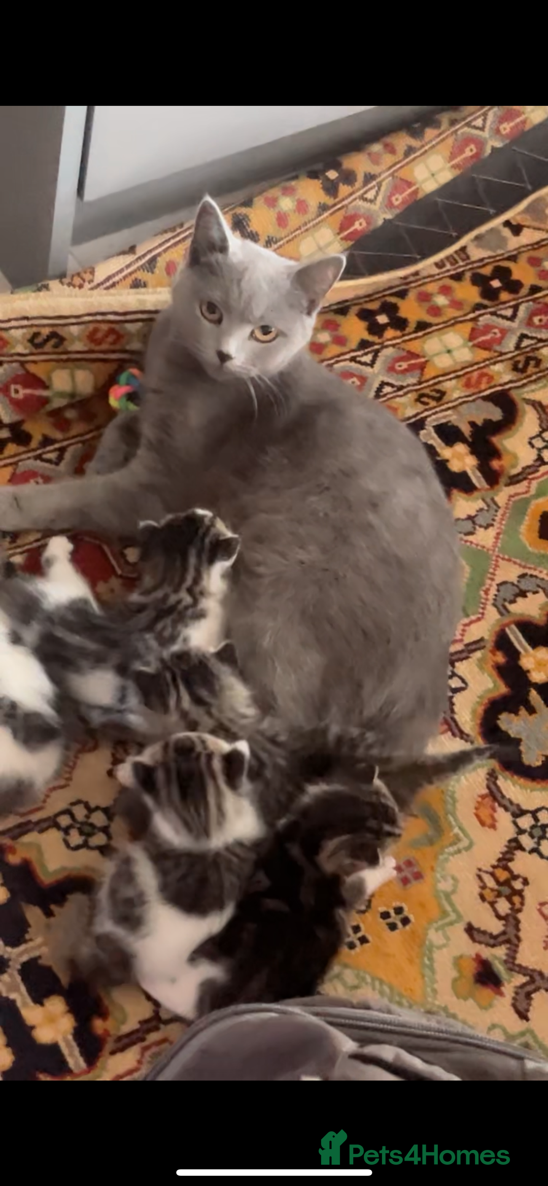British Shorthair cats for sale: 8 weeks old kittens Ready to be Homed - Image 3